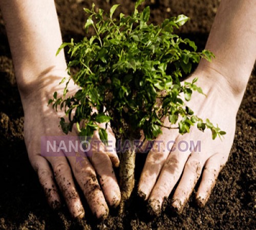Tree Planting